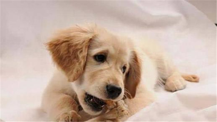 狗狗吃袜子纸巾啥都吃,狗狗吃纸巾会拉出来吗