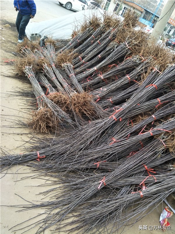 黑卡苹果品种,嘎啦果苹果什么价格