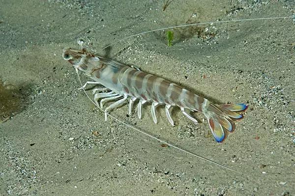 各类虾的区别,各种虾的叫法和区别