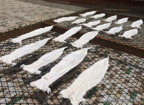 鱼胶是怎么形成的,如何泡鱼胶最好方法