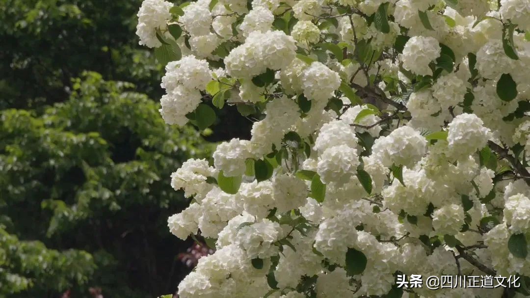 值得看的电影春天,春天的电影名字