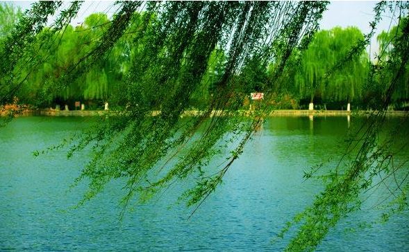 原创诗词—往事如风皆隐去心中幽梦雪莲香