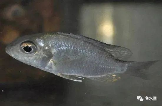 三湖慈鲷马鲷孔雀珍珠系能长多大,三湖慈鲷之孔雀