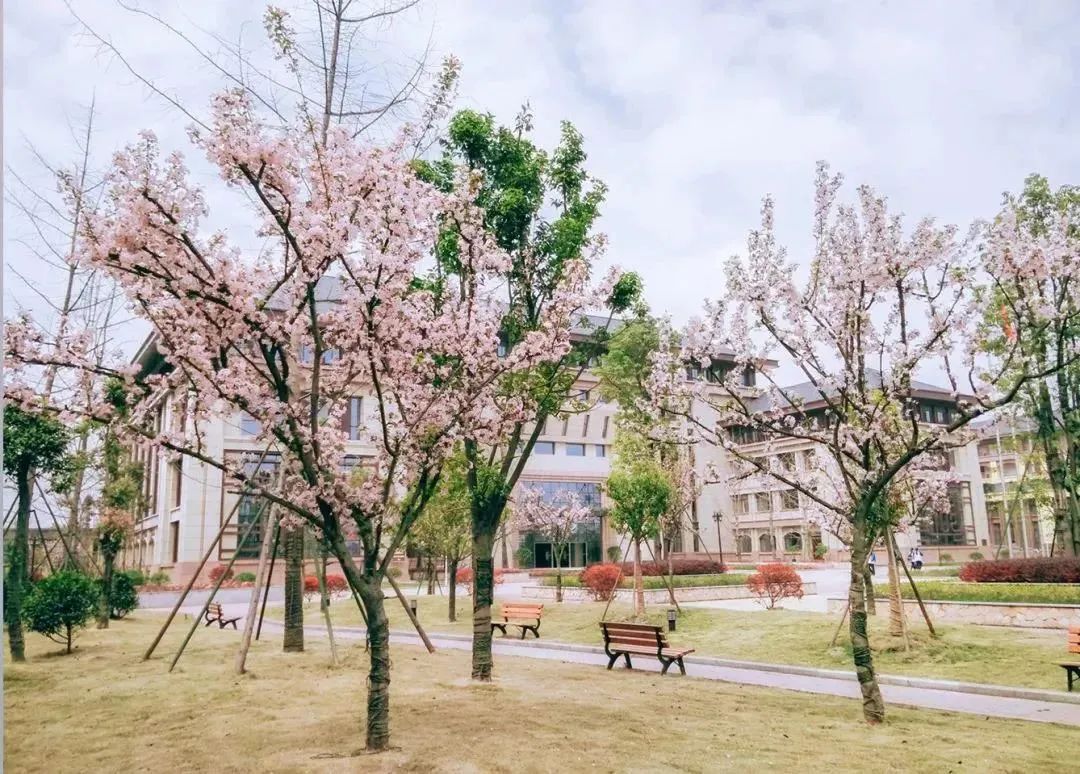 棠湖高中一共考取多少个北大清华,棠湖中学创新实验班多少分能进