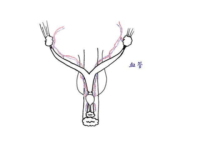猫咪绝育完看的动画片,猫咪绝育全过程3d演示