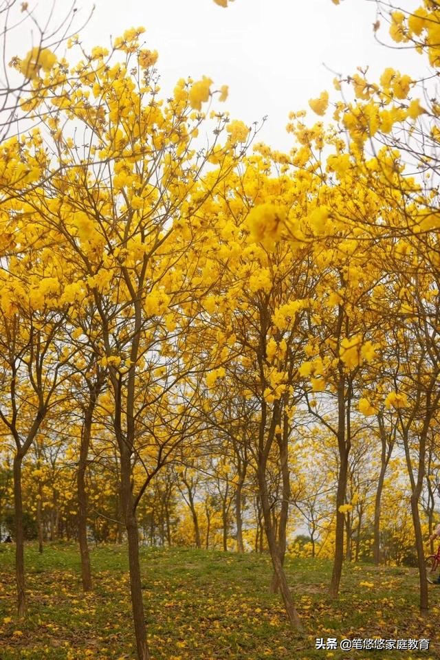 5分钟消除疫情焦虑,随时随地都可以做的意象沙游太简单有效啦!