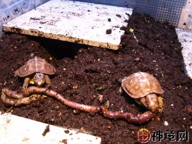 养龟要做好防病措施,怎样管理和养殖家庭龟