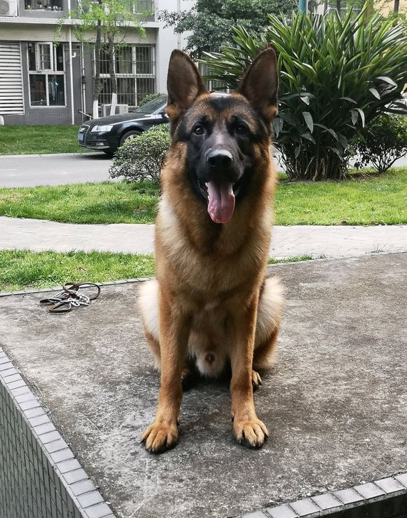 如何辨别一只标准的德国牧羊犬,最好的德国牧羊犬什么特征