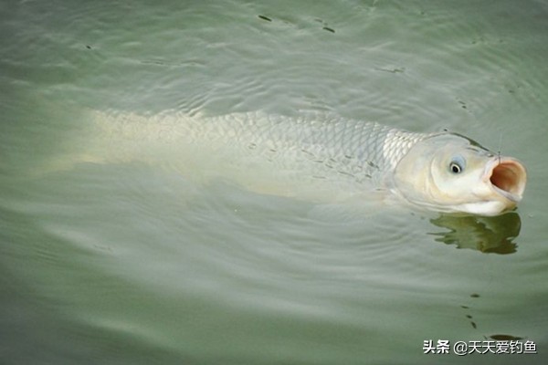 秋季钓鲫鱼顿口不上鱼,秋季钓鲫鱼为什么钓不到