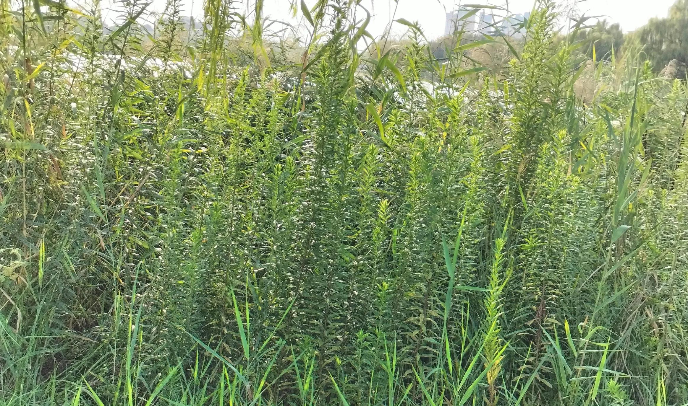 黄河儿女上火车,黄河儿女小说简介