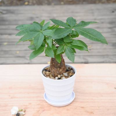 招财树叶子发黄枯萎是怎么回事,夏季天气炎热招财树老是叶子发黄