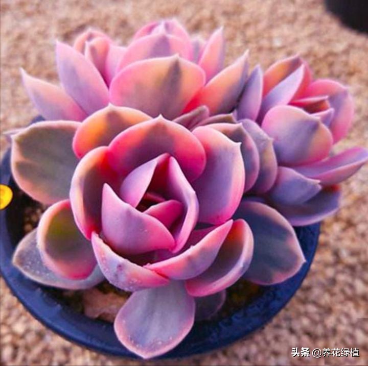 公共楼顶养多肉怎么防盗,多肉放楼顶会不会夏天晒死