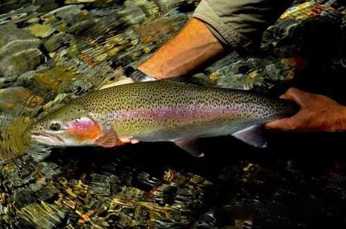 科普中国三文鱼,智利三文鱼