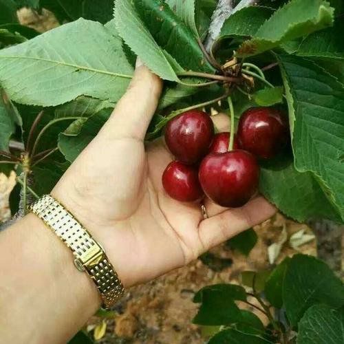 俄罗斯8号樱桃特点,俄罗斯8号樱桃优缺点