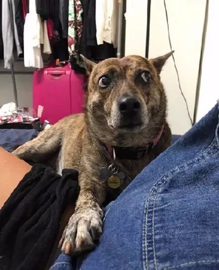 狗子感受到人类胎动,狗趴在主人肚子上听到胎动