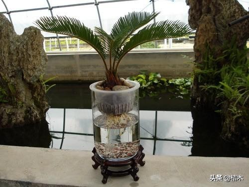 办公室养什么水培植物好,办公室养植物土培好还是水培好