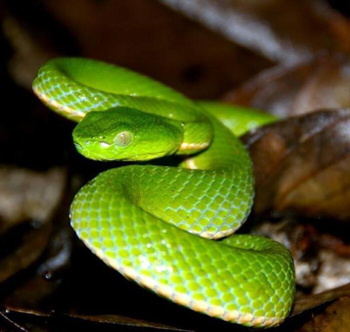 我与汾酒的故事原版,我和绿茶的故事讲述