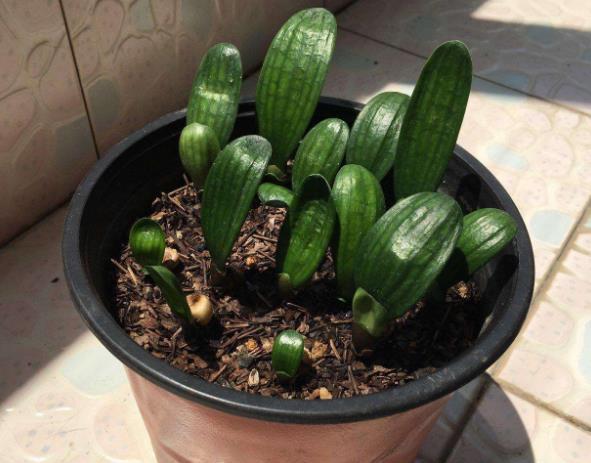 君子兰红果子怎么发芽,君子兰砍头后从中间芽心又长出来