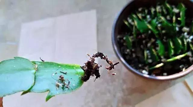 这6种花给点水就爆盆懒人必备,插枝最好养的四种花