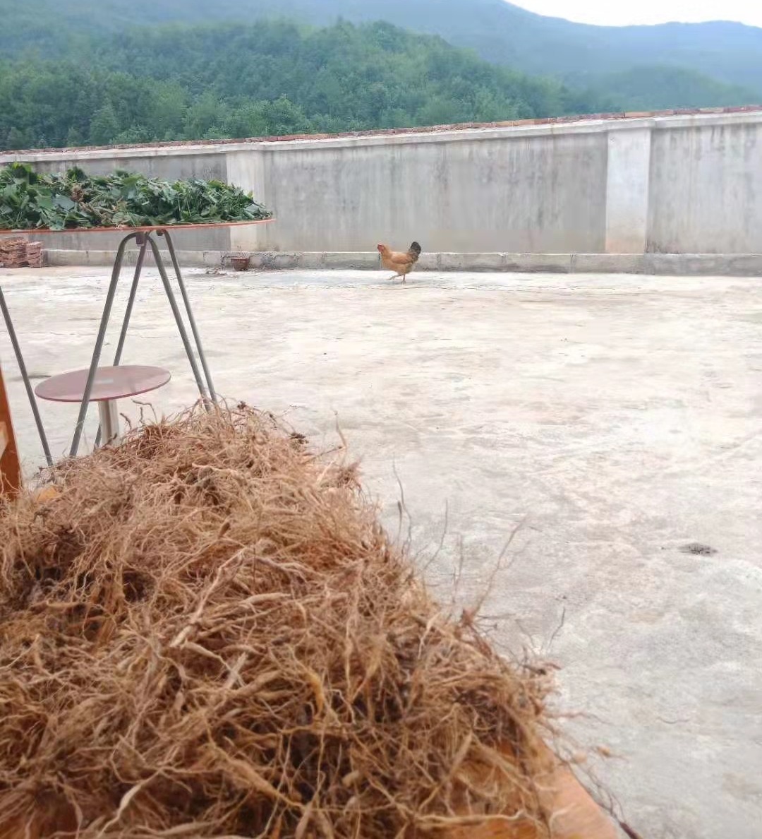 瑞金市珍稀名贵中草药保护协会成立