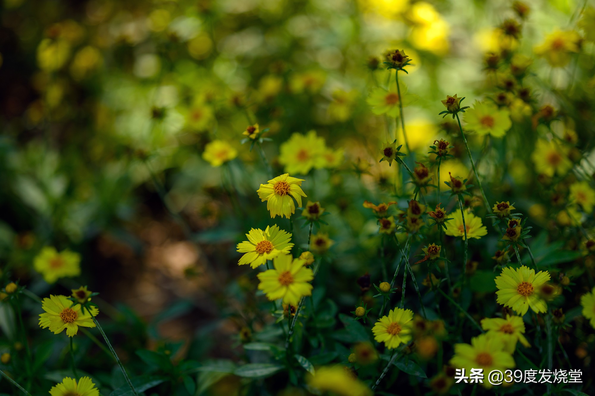 这5000元真值了！尼康Z85mmf/1.8轻量化人像镜头评测