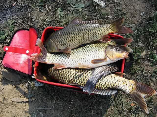 野钓还是传统钓好,野钓选择位置