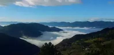 普洱茶藤条分布在哪里,普洱茶的茶山分布之四大茶区