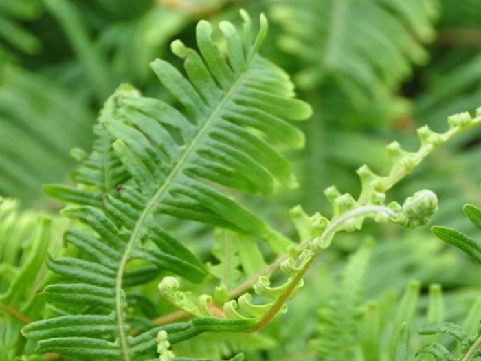 刚买回来的植物叶子变黄了怎么办,蕨类植物叶子边缘黄了咋回事