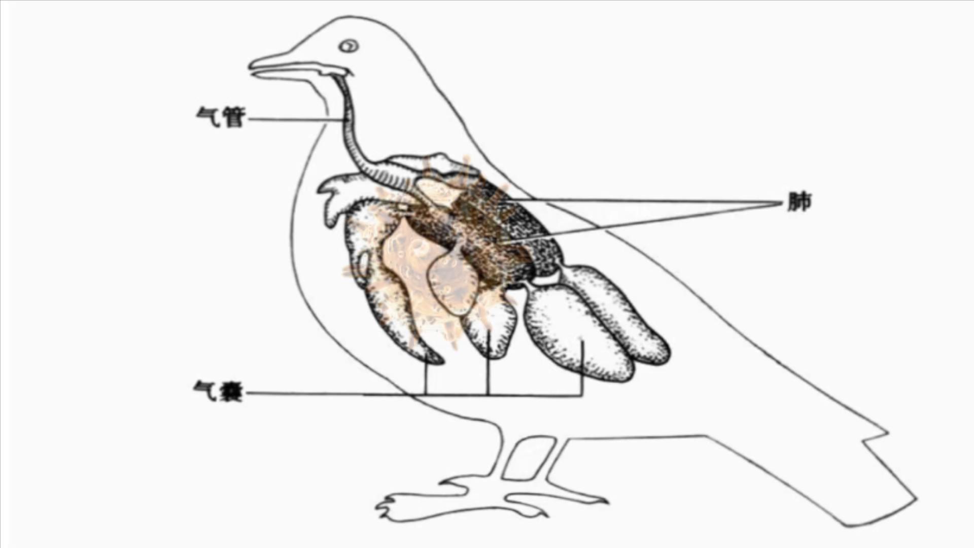 鸽子十大毒素排名,鸽子的毒素在哪里