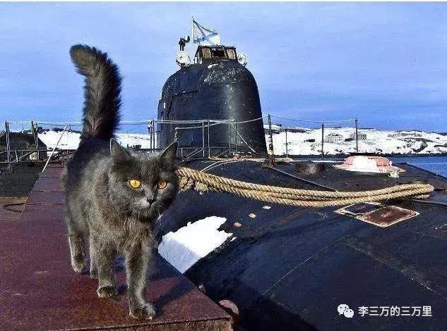 哈！海军宠物在海军中有什么特殊地位和待遇？其实高到你想不到