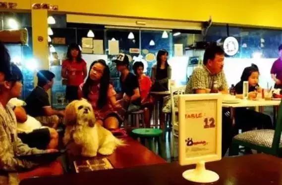 开宠物店一年能赚多少钱,开宠物店一个月可以赚多少钱