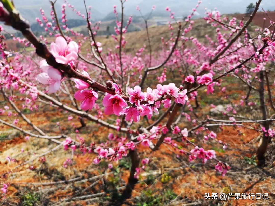 云南适合隐居的小山村,云南与世隔绝的花海