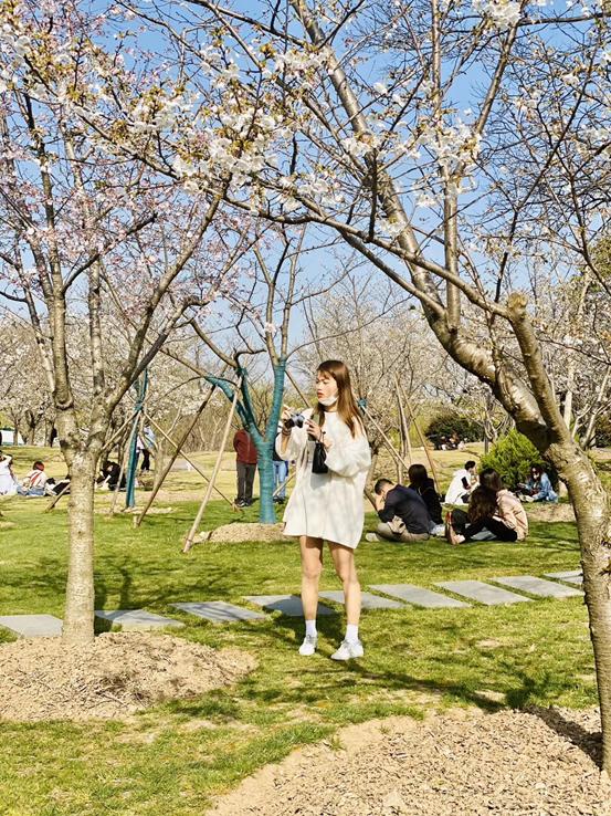 春天必打卡的樱花胜地顾村公园,顾村公园樱花照片视频