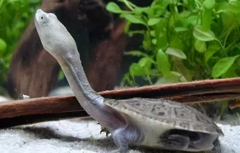 各种龟类图片大全大图,龟类展示会