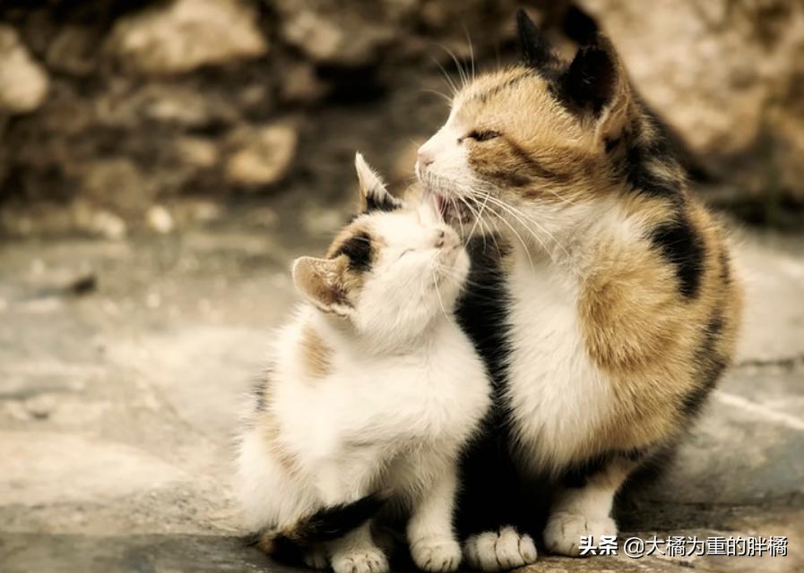 抓住猫脖子后果,抓住猫脖子为啥会蹬脚