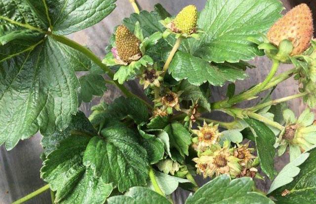 春棚草莓秧苗有蓟马打啥药,草莓蓟马虫害的症状与防治