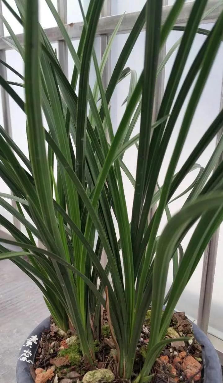 蕙兰绿素三星,蕙兰红素三星