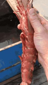 渔家女事件,渔家女海鲜视频