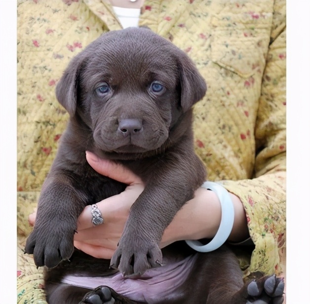 民间选狗秘笈教你怎么选出好狗,选狗最好的4种方法