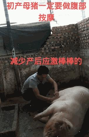 给母猪保健用什么中药最好,给母猪做产后护理