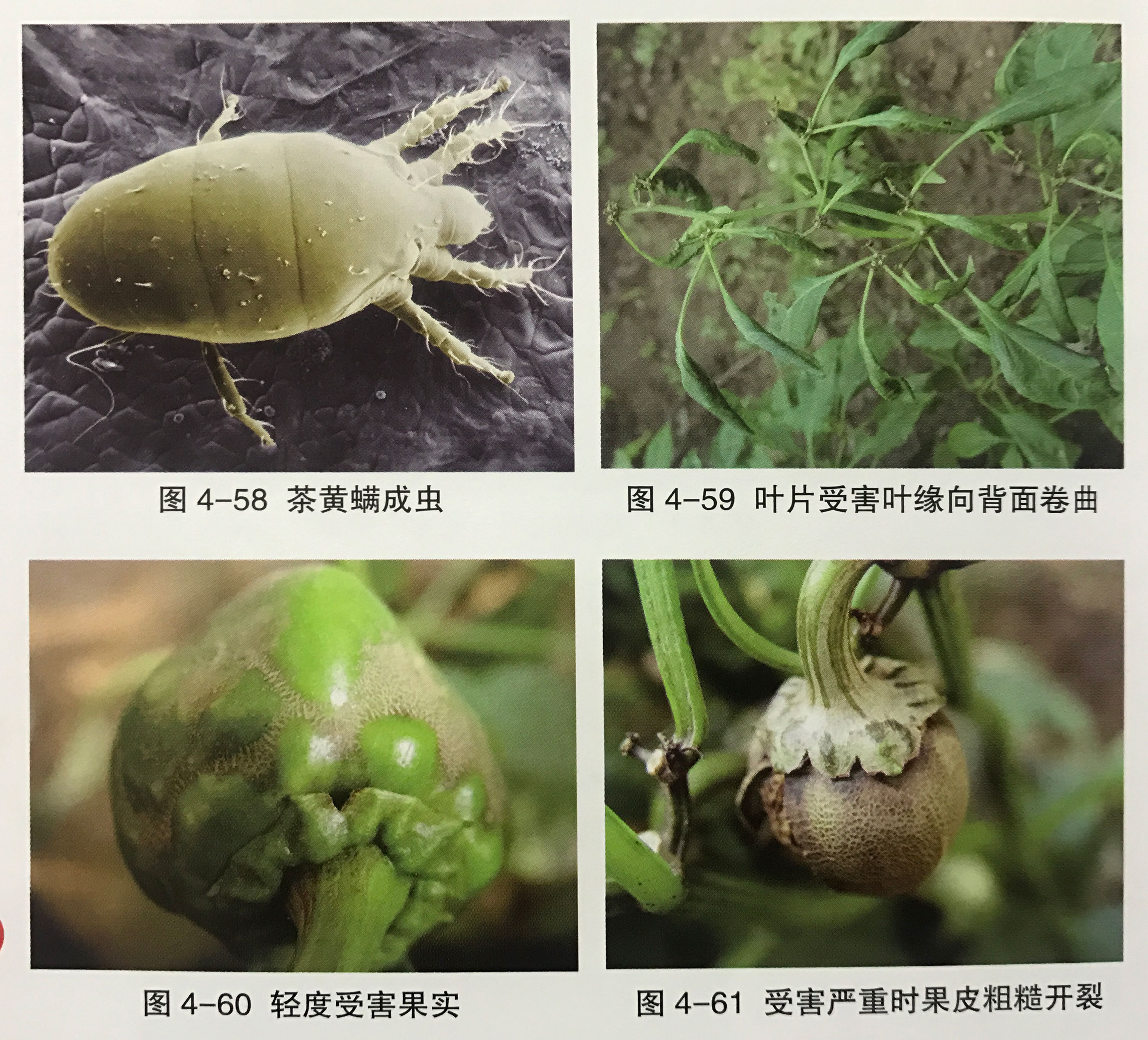 大蒜素防治辣椒虫害,辣椒田地下虫害用哪种农药效果好