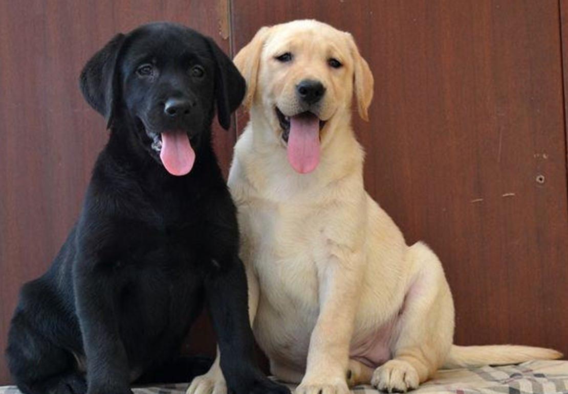 什么狗便宜又好养100元左右,什么狗又便宜又可爱而且很听话