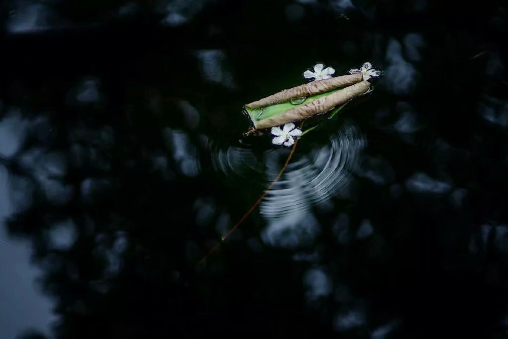苏东坡的诗词讲述了他的一生,苏东坡最经典的诗词及赏析