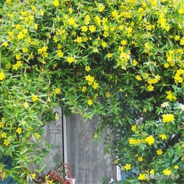 法国香水茉莉花一年四季开花吗,法国香水藤茉莉开花时间