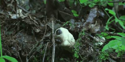 豆瓣9.8分悬疑大片,窥探电视剧豆瓣评分