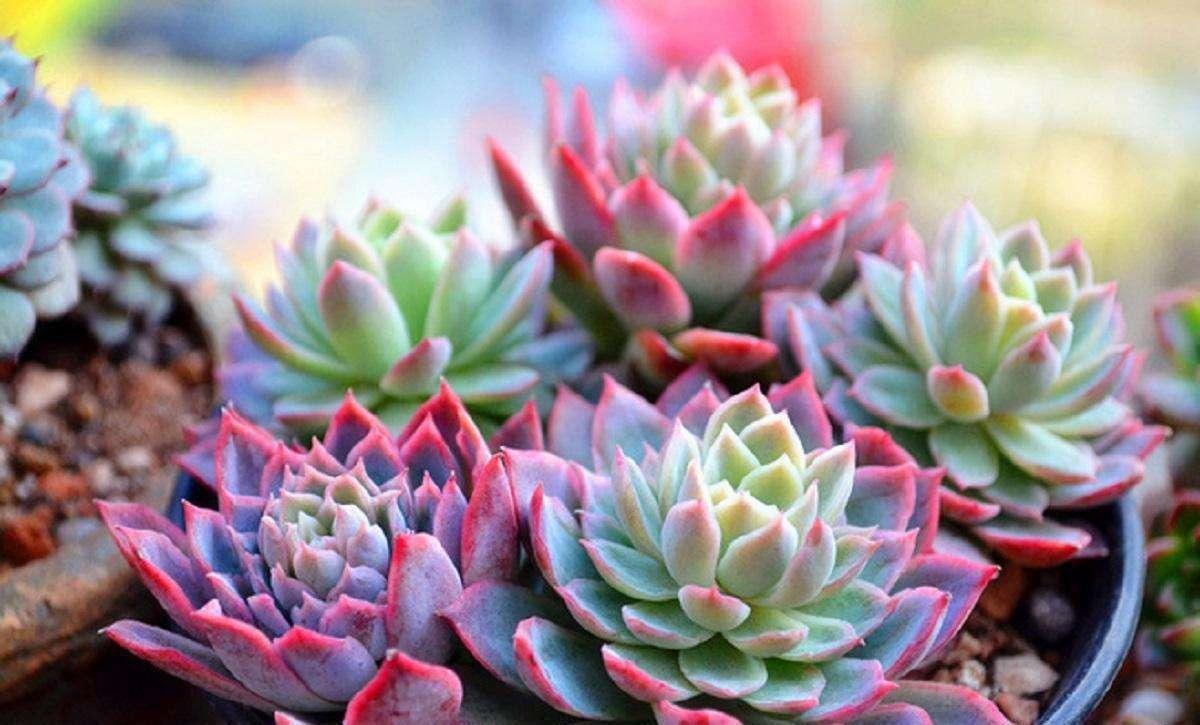 让多肉爆芽的方法,让多肉爆侧芽的方法是什么