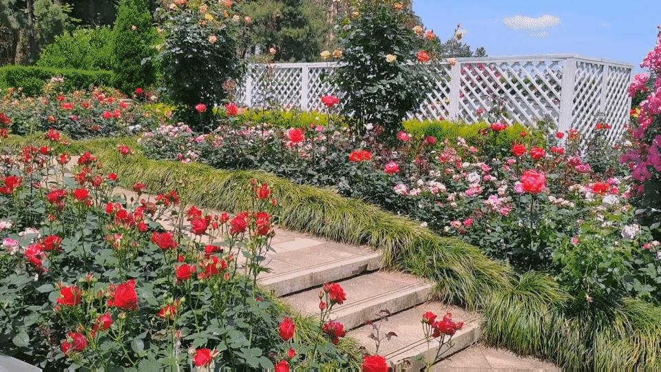 资生堂小红瓶50ml直播,资生堂小红瓶水