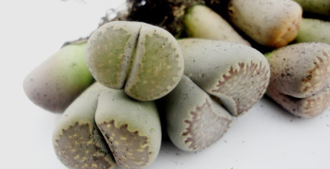 养多肉小苗该怎么处理,多肉怎么养才不会徒长