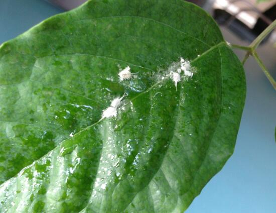 怎么防治幸福树长虫子,幸福树虫害怎么治