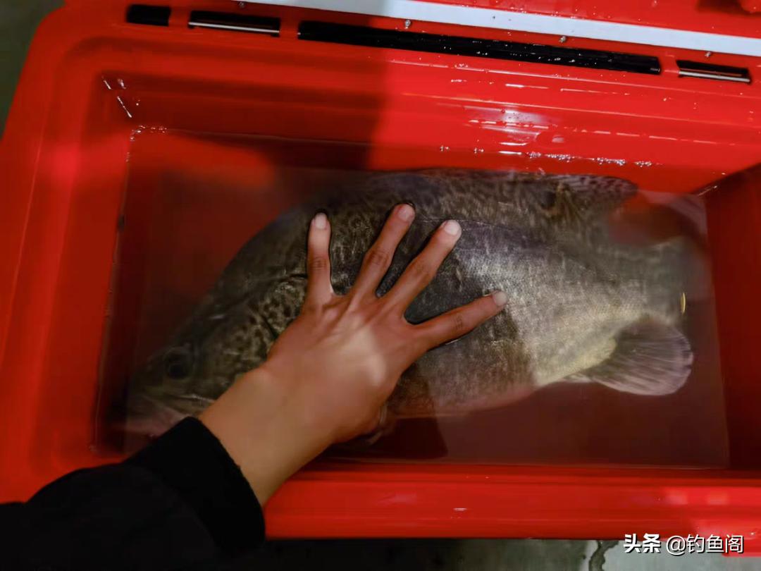 小杂鱼到底能长多大,小杂鱼长得比你想象中的大